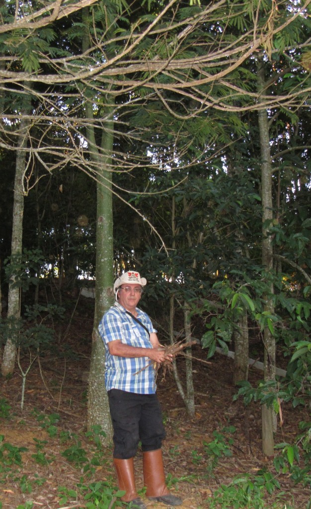 O professor  Sebastião Venâncio Martins e a área de floresta recuperada. Foto: Marcelo Auler
